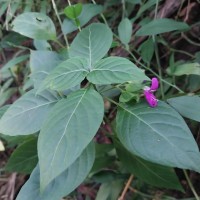 Dicliptera foetida (Forssk.) Blatt.